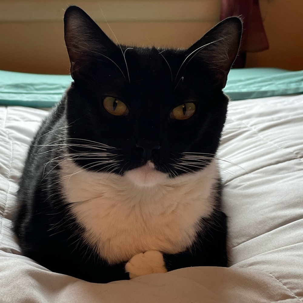 Meet your Posher, Callie